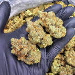 Tom Ford Pink Kush strain, indica dominant, 28–30% THC available for Washington DC, Virginia, Maryland, and Richmond VA weed delivery.