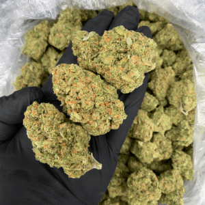 Blue Dream Haze sativa-dominant hybrid flower with blue-tinted trichomes available for cannabis delivery in Washington DC, Virginia, and Maryland from Exotic Blooms