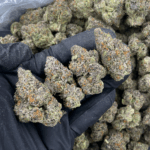 Blueberry Gumbo hybrid cannabis flower with purple trichome-covered buds available from Exotic Blooms in Washington DC and Northern Virginia