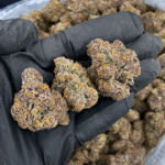 Cherry Taffy premium hybrid cannabis flower with sweet fruity aroma and resinous trichomes available for weed delivery in Washington DC, Virginia, and Maryland