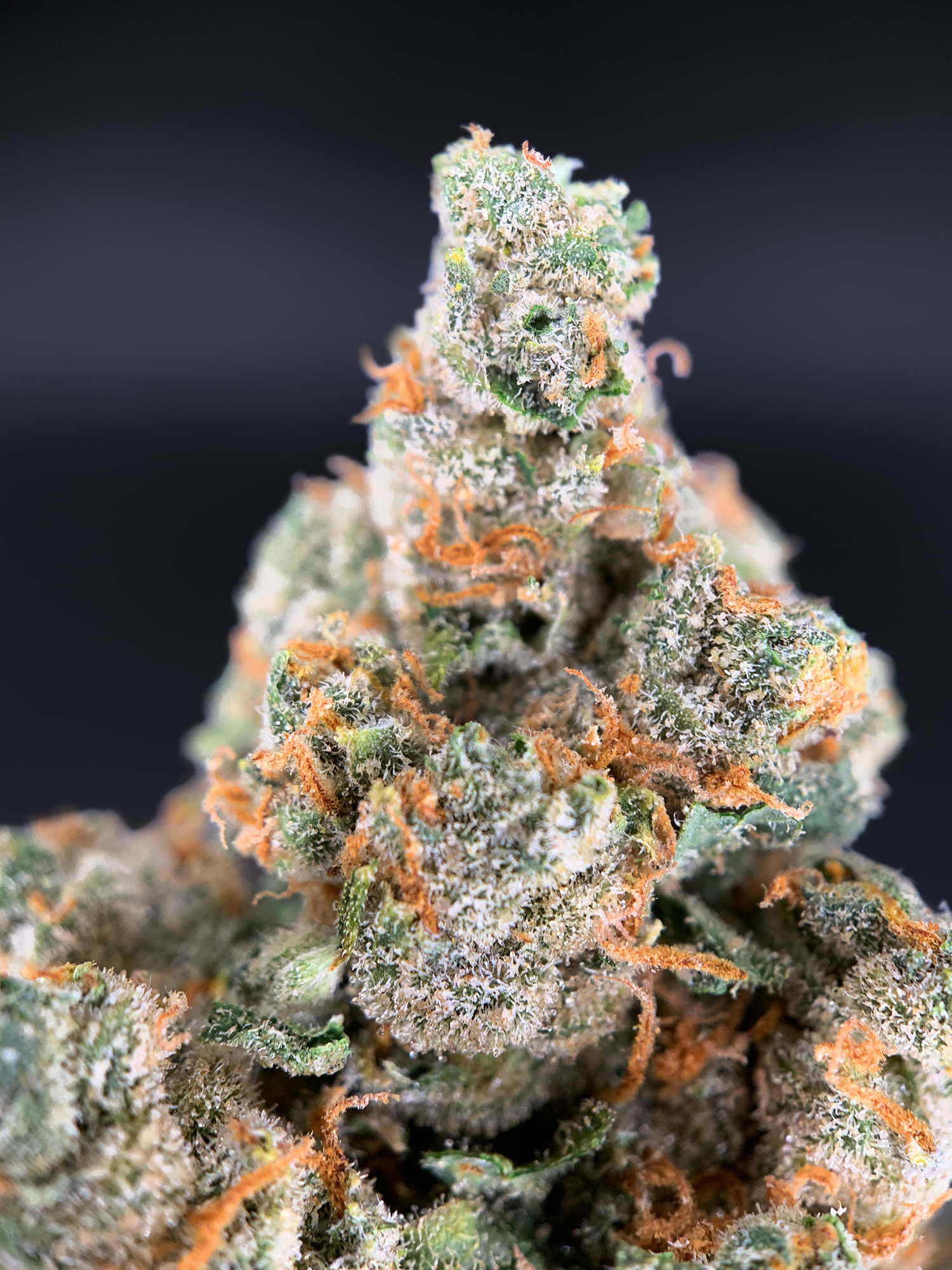 Jack One sativa-dominant flower (24–28% THC) with bright, trichome-rich buds available for Virginia weed delivery in Northern VA from Exotic Blooms.