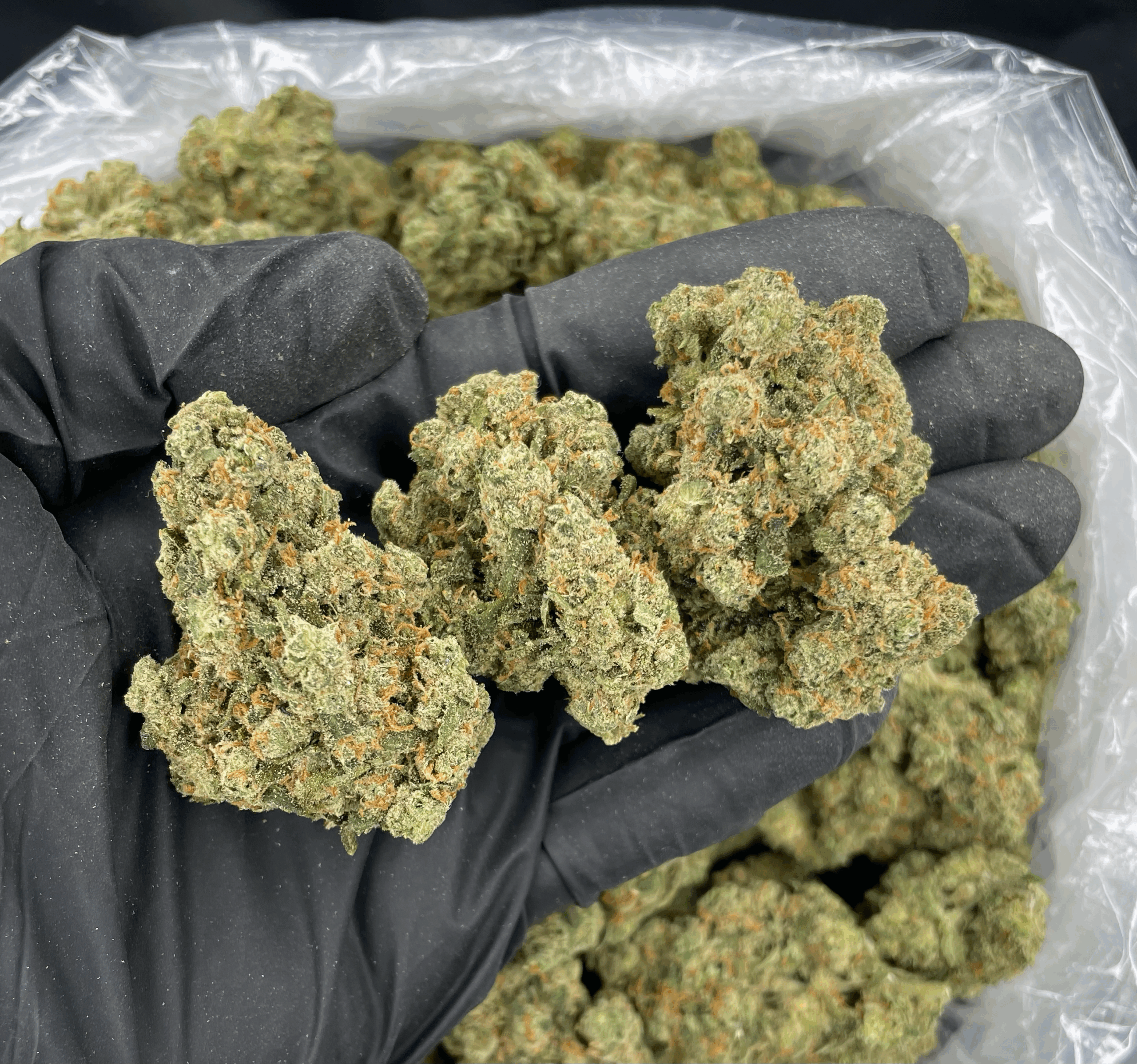 Jack One sativa-dominant flower (24–28% THC) with bright, trichome-rich buds available for Virginia weed delivery in Northern VA from Exotic Blooms.