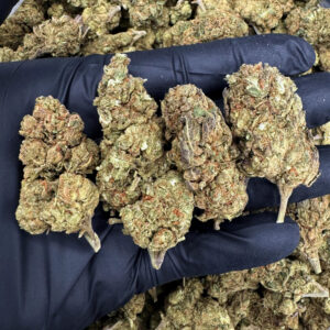 Lemon Cherry Gelato hybrid cannabis flower 24-28% THC available in Washington DC Virginia Maryland and Richmond VA
