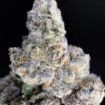Old Money strain by Compound Genetics, high-THC hybrid flower available for delivery in Washington DC, Northern Virginia, Maryland, and Richmond