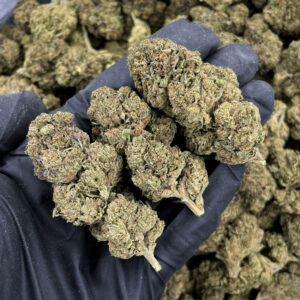 Tommy Shelby hybrid strain with 22–26% THC available via weed delivery in Washington DC, Virginia, Maryland, and Richmond VA