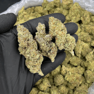Tropical Pressure sativa-dominant hybrid flower with frosty trichomes and purple-green buds available for Washington DC cannabis delivery and Northern Virginia weed delivery