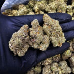 Cereal Milk hybrid cannabis flower 27-29% THC available for delivery in Washington DC, Virginia, Maryland, and Richmond VA