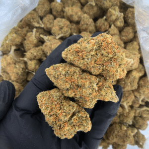 Gelatti 50 50 hybrid cannabis flower available at Exotic Blooms for delivery in Washington DC Northern Virginia and Richmond VA