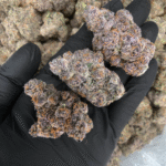 Jungle Juice strain by Wizard Trees, high-THC hybrid cannabis flower with dense trichome coverage and vibrant buds