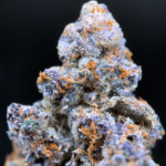 Jungle Juice strain by Wizard Trees, high-THC hybrid cannabis flower with dense trichome coverage and vibrant buds