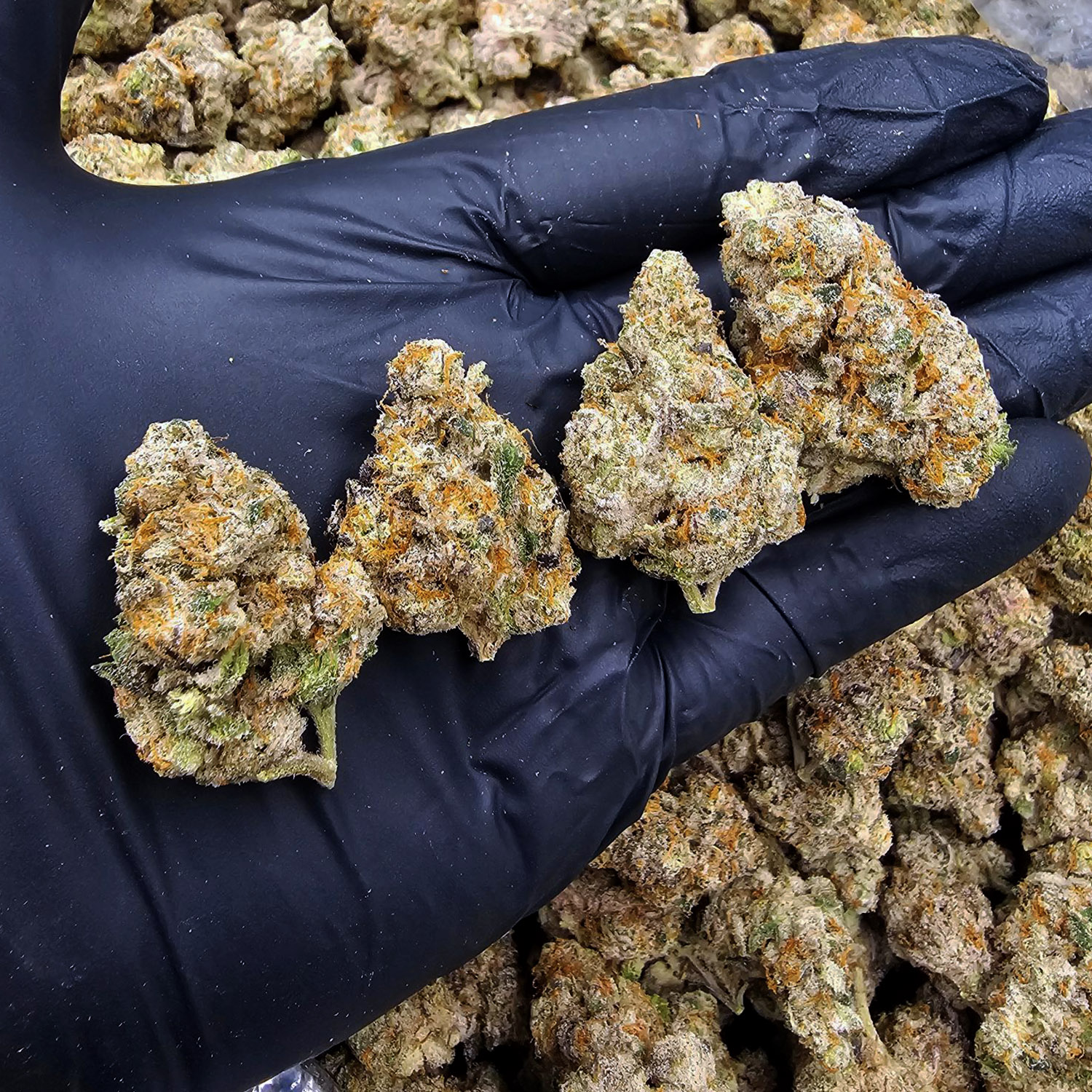 LA Kush Cake indica-dominant hybrid 29–32% THC available for Washington DC, Virginia, Maryland, and Richmond VA weed delivery