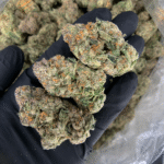 Pink Acai hybrid cannabis strain with purple frosty buds available for Washington DC and Virginia cannabis delivery