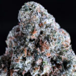 Sherbacio hybrid strain 29-31% THC by Exotic Blooms available in Washington DC, Virginia, Maryland, and Richmond VA