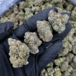 Sherbacio hybrid strain 29-31% THC by Exotic Blooms available in Washington DC, Virginia, Maryland, and Richmond VA