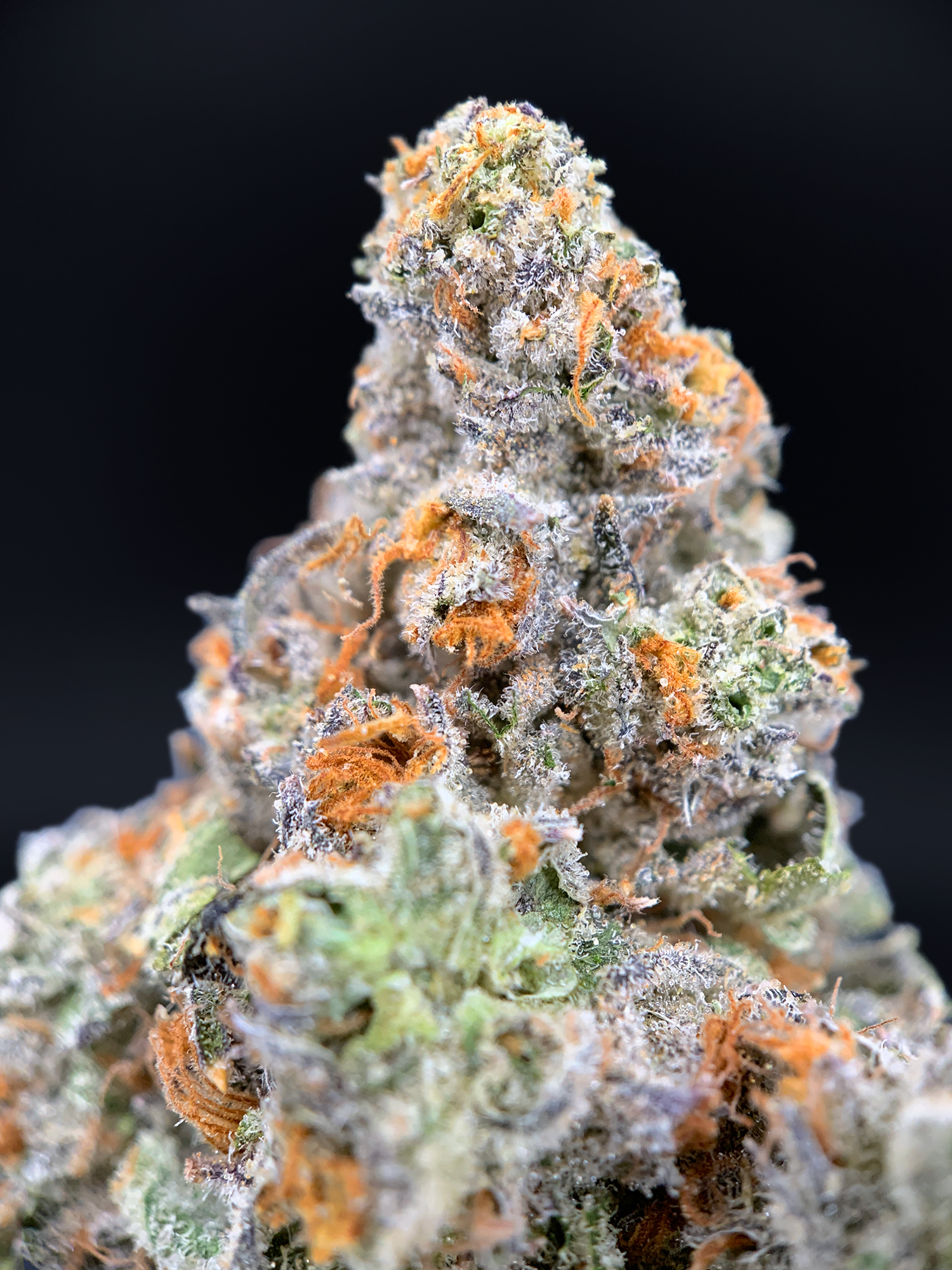 BluZangria by Maven Genetics 30%+ THC sativa flower available at Exotic Blooms Washington DC weed delivery