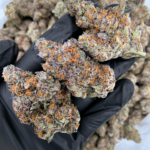 Dulce de Miel cannabis strain by Maven Genetics with purple buds and orange hairs available at Exotic Blooms Washington DC weed delivery