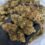 Gelato OG balanced hybrid cannabis strain available through Exotic Blooms Washington DC weed delivery