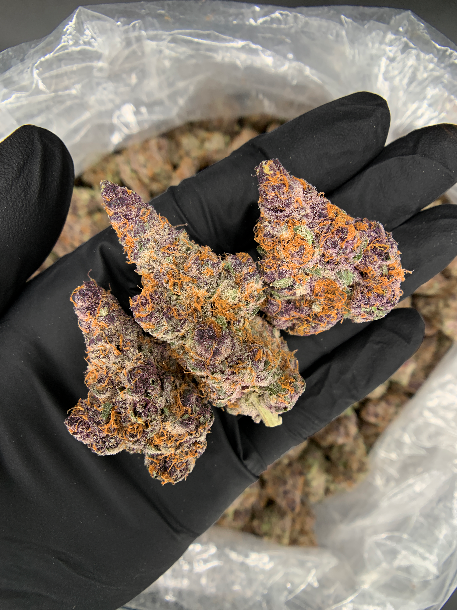 Lemon Cherry Tropicana by Maven Genetics tropical sativa flower 30%+ THC available from Exotic Blooms Washington DC weed delivery