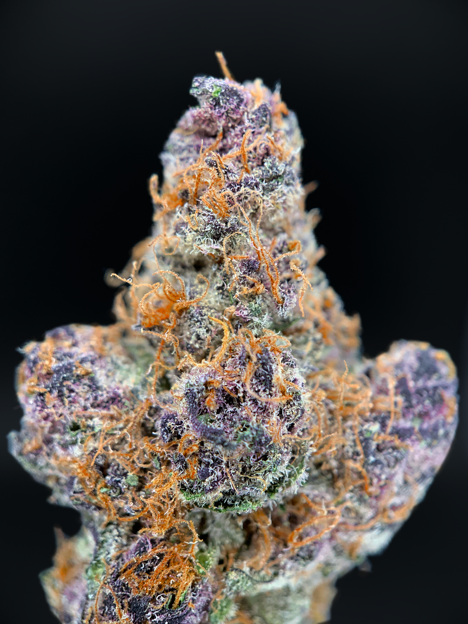 Lemon Cherry Tropicana by Maven Genetics tropical sativa flower 30%+ THC available from Exotic Blooms Washington DC weed delivery
