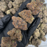 Purple Pop Rocks indica dominant cannabis strain with purple frosty buds available at Exotic Blooms Washington DC weed delivery