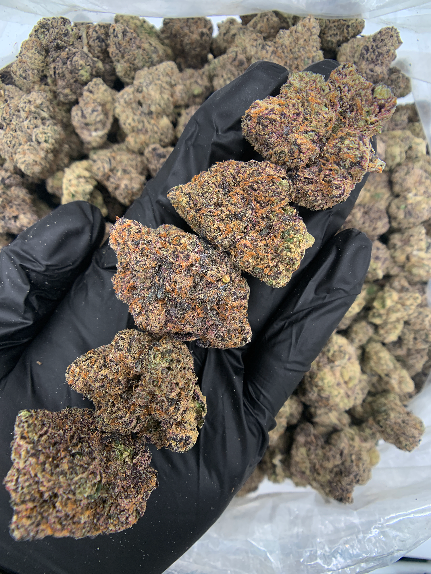 Purple Pop Rocks indica dominant cannabis strain with purple frosty buds available at Exotic Blooms Washington DC weed delivery