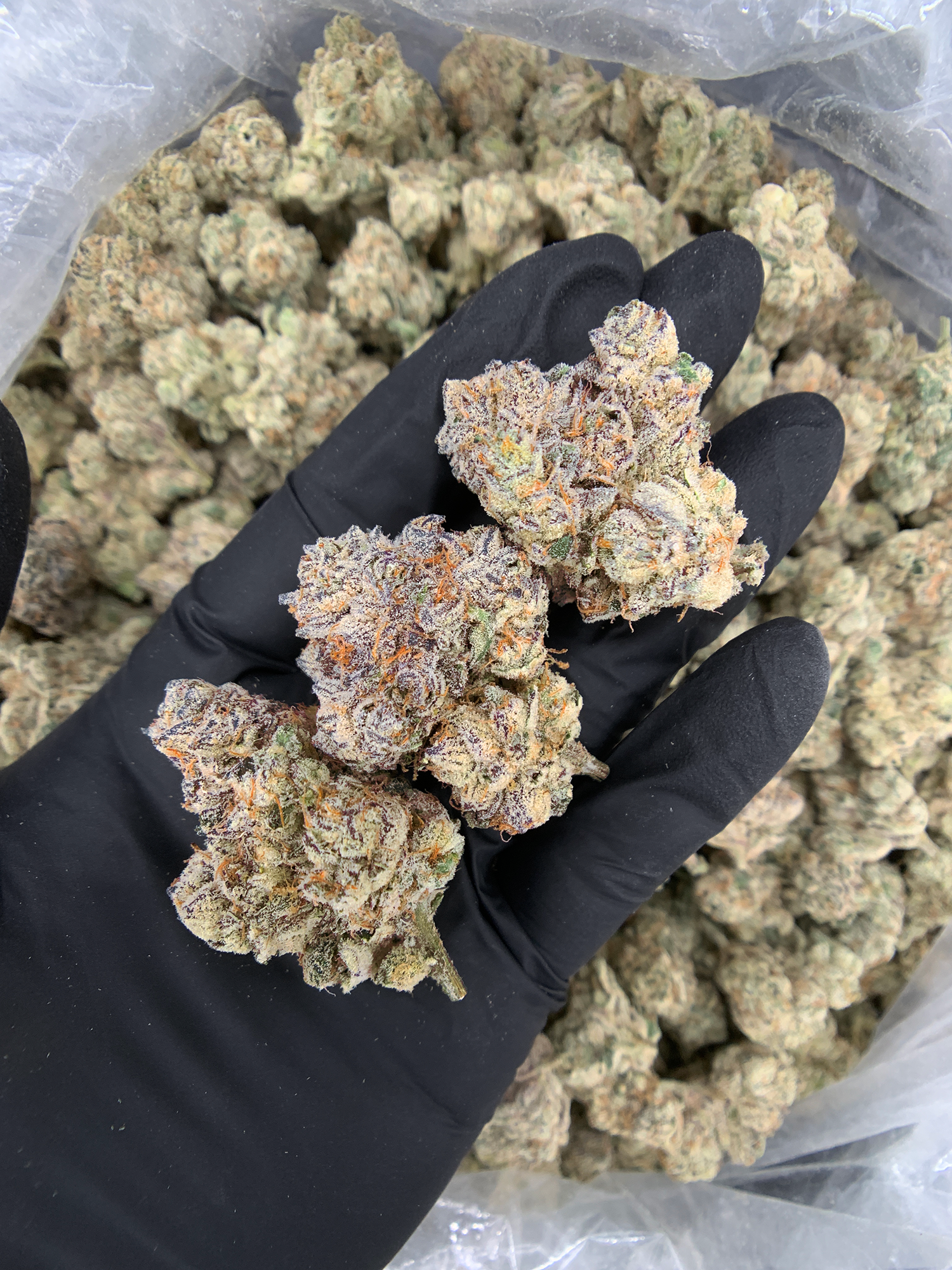 Shangri-La Opal x Paradiso #11 by Maven Genetics premium 30% THC hybrid flower available at Exotic Blooms Washington DC weed delivery