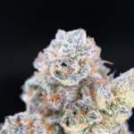 Shangri-La Opal x Paradiso #11 by Maven Genetics premium 30% THC hybrid flower available at Exotic Blooms Washington DC weed delivery