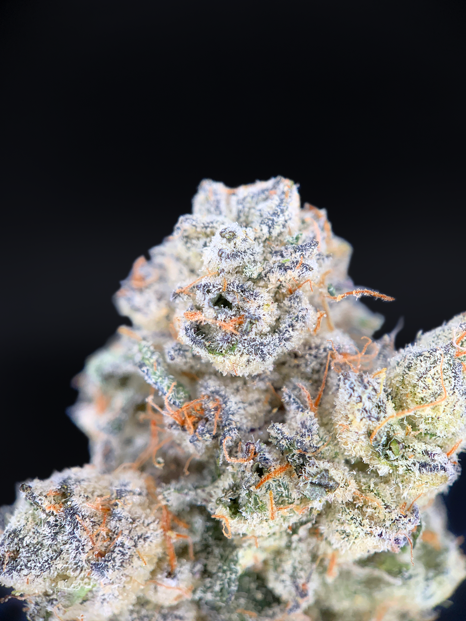 Shangri-La Opal x Paradiso #11 by Maven Genetics premium 30% THC hybrid flower available at Exotic Blooms Washington DC weed delivery