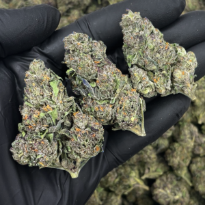 Velato hybrid cannabis flower Gelato 33 VS1 genetics available at Exotic Blooms Washington DC delivery