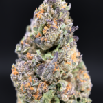 Velato hybrid cannabis flower Gelato 33 VS1 genetics available at Exotic Blooms Washington DC delivery