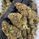 GMO Cake balanced hybrid cannabis strain with frosty trichome buds available at Exotic Blooms Washington DC weed delivery