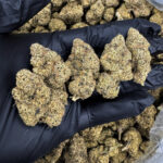 Hood Candy hybrid strain 28-30% THC available in Washington DC Virginia Maryland Richmond VA weed delivery