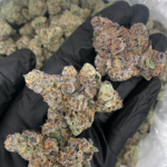 Lipstain cannabis strain by Maven Ge