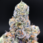 Lipstain cannabis strain by Maven Genetics with purple buds available at Exotic Blooms Washington DC weed delivery