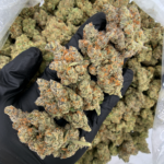 Orange Bellini cannabis strain with purple buds and citrus terpene profile available at Exotic Blooms Washington DC weed delivery