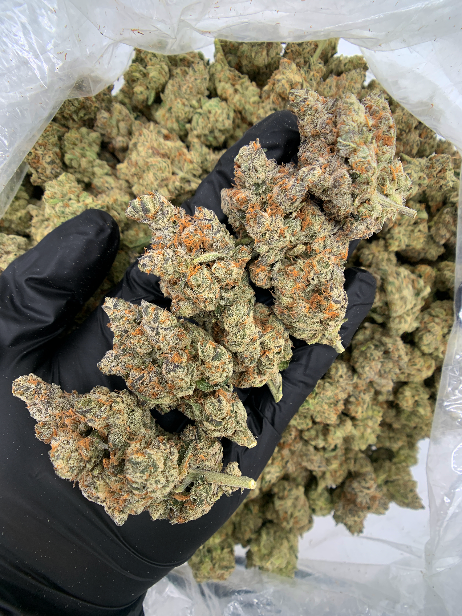 Orange Bellini cannabis strain with purple buds and citrus terpene profile available at Exotic Blooms Washington DC weed delivery