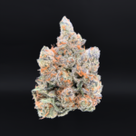 Orange Bellini cannabis strain with purple buds and citrus terpene profile available at Exotic Blooms Washington DC weed delivery