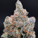 Orange Bellini cannabis strain with purple buds and citrus terpene profile available at Exotic Blooms Washington DC weed delivery