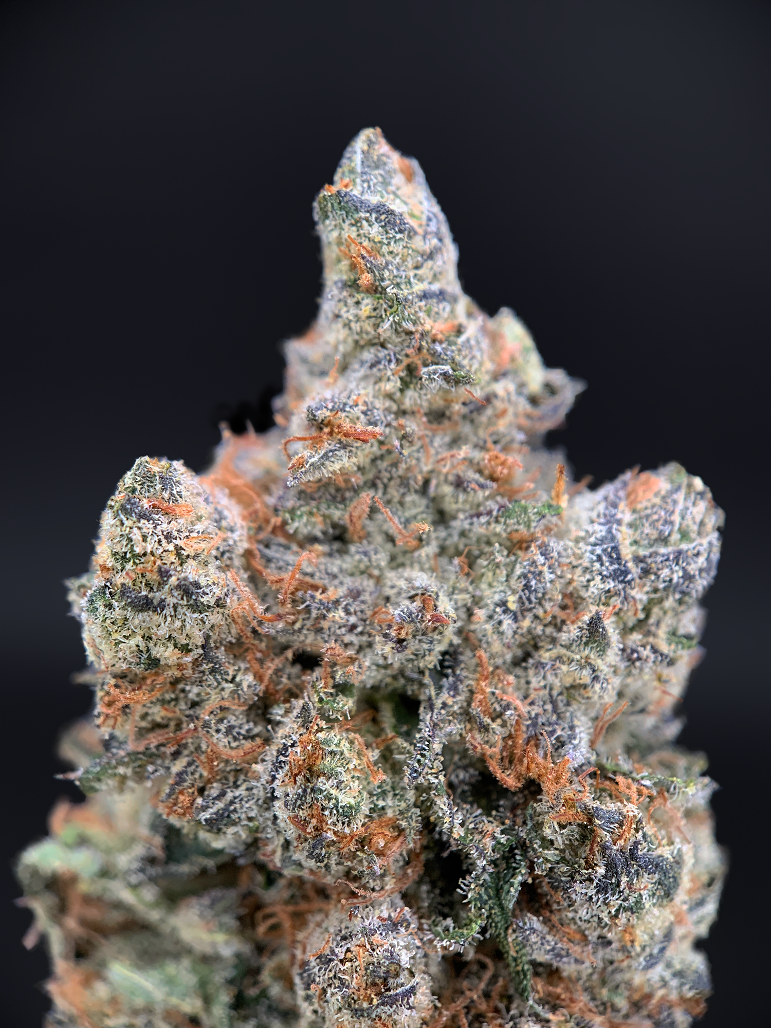 Orange Bellini cannabis strain with purple buds and citrus terpene profile available at Exotic Blooms Washington DC weed delivery