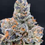 Orange Bellini cannabis strain with purple buds and citrus terpene profile available at Exotic Blooms Washington DC weed delivery