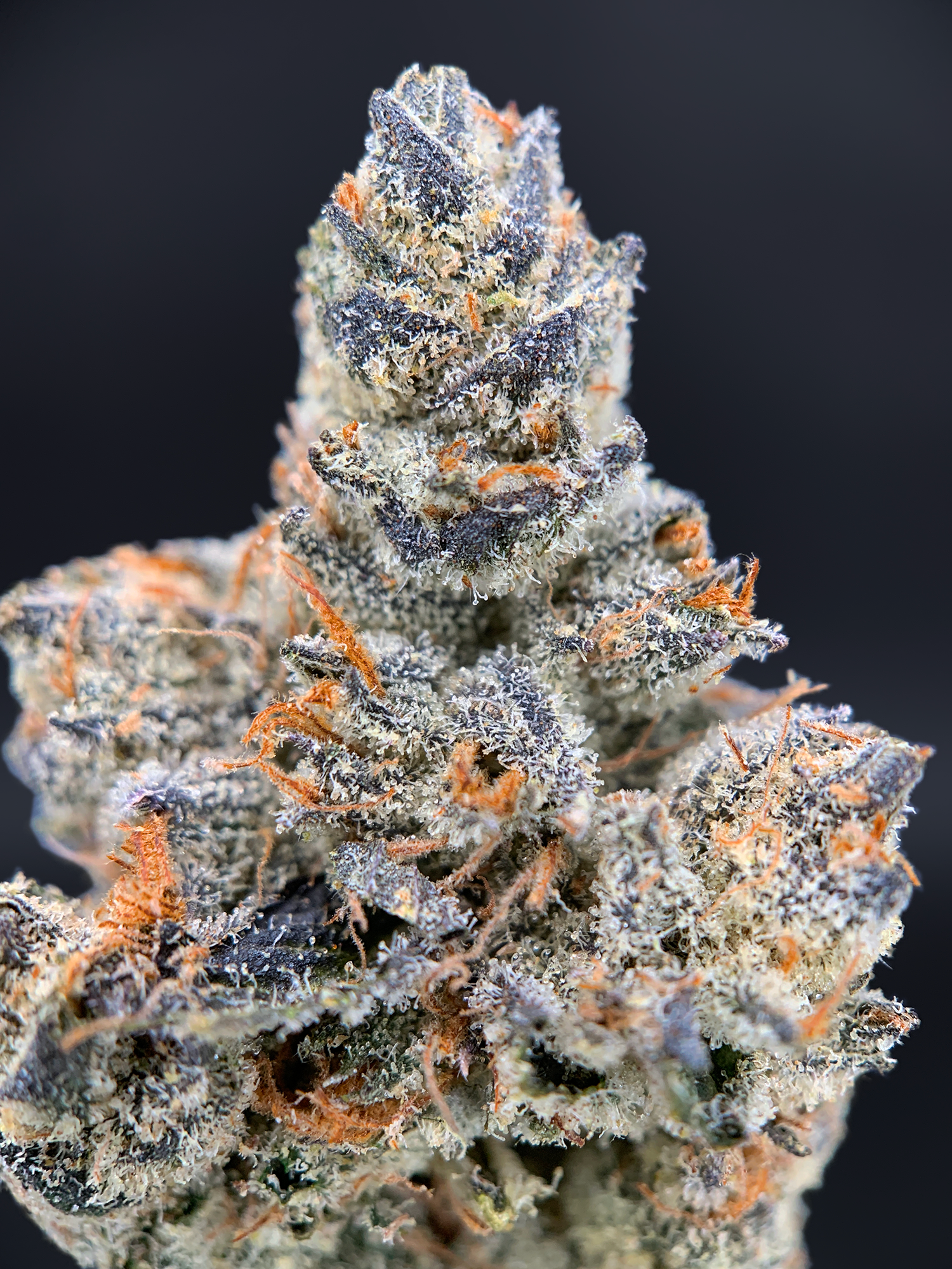 Orange Bellini cannabis strain with purple buds and citrus terpene profile available at Exotic Blooms Washington DC weed delivery