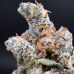 Orange Bellini cannabis strain with purple buds and citrus terpene profile available at Exotic Blooms Washington DC weed delivery