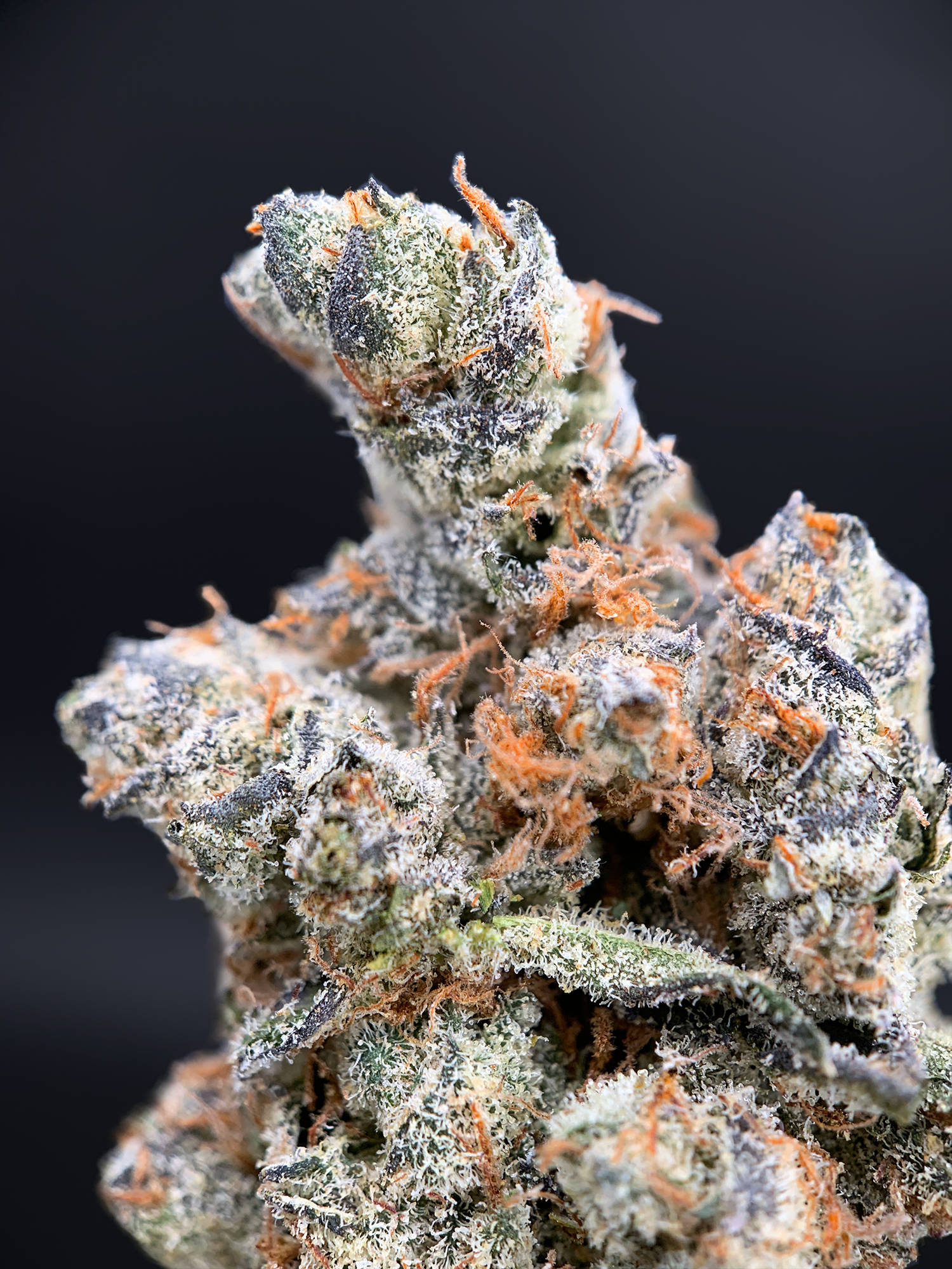 Orange Bellini cannabis strain with purple buds and citrus terpene profile available at Exotic Blooms Washington DC weed delivery