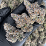 Fruit Roll Upz by G3 Cultivators super rare cannabis strain available through Exotic Blooms Washington DC weed delivery