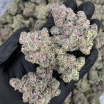 Hashburger by G3 Cultivators super rare garlic gas cannabis strain available through Exotic Blooms Washington DC weed delivery