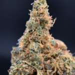 Motormouth Flash OZ Deal older indoor cannabis flower available through Exotic Blooms Washington DC weed delivery