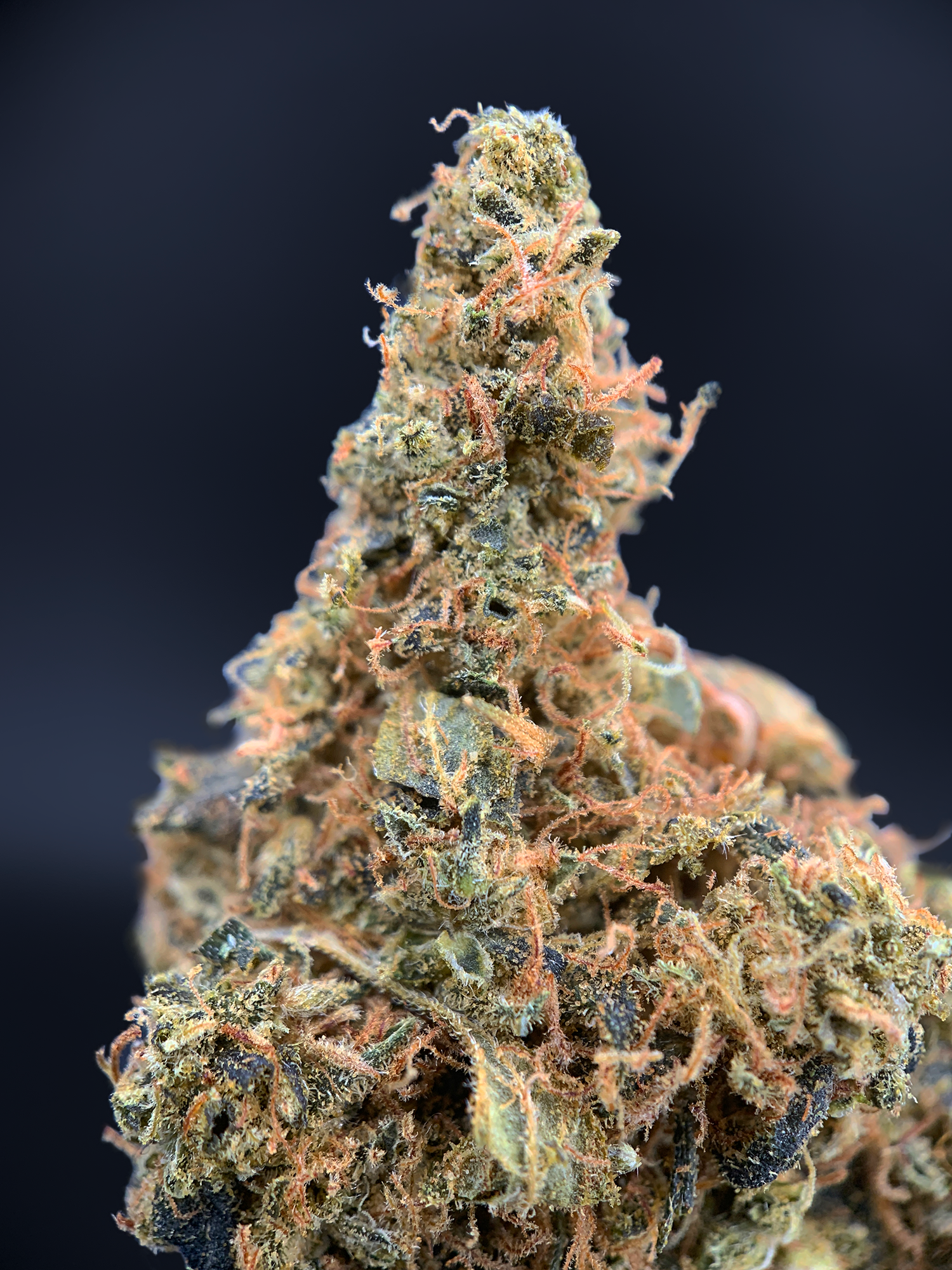 Motormouth Flash OZ Deal older indoor cannabis flower available through Exotic Blooms Washington DC weed delivery