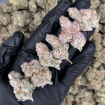 Singapore Sling by Tiki Madman rare cannabis strain available at Exotic Blooms Washington DC weed delivery