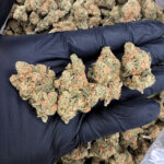 Blue Dream hybrid cannabis strain, 28–31% THC, sweet blueberry and Haze flavor, Exotic Blooms weed delivery in Washington DC, Virginia, Maryland, and Richmond VA