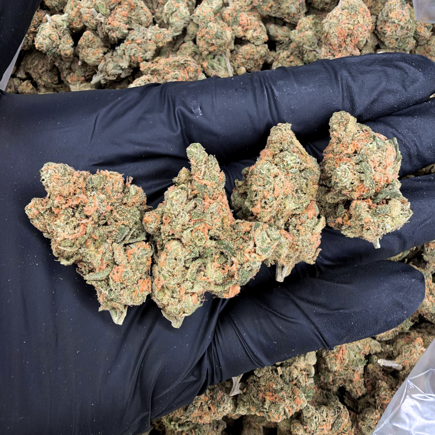 Blue Dream hybrid cannabis strain, 28–31% THC, sweet blueberry and Haze flavor, Exotic Blooms weed delivery in Washington DC, Virginia, Maryland, and Richmond VA